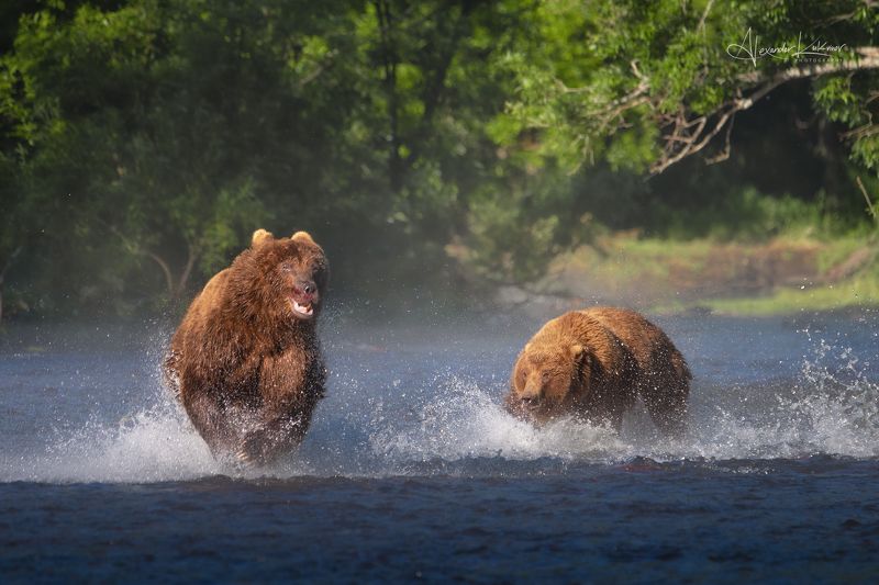 медведи,камчатка,медведь,медвежата Погоняphoto preview