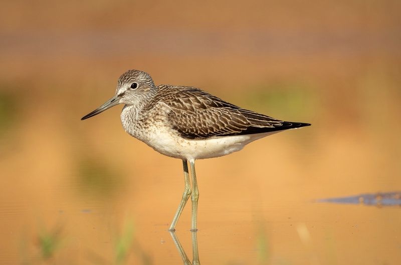большой улит, кулик, утро, птица, фотоохота, birds Большой улитphoto preview