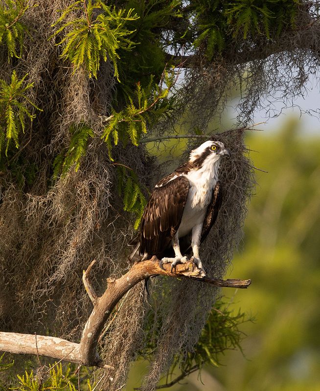 cкопа, osprey, florida, хищные птицы, wildlife Osprey - Скопаphoto preview