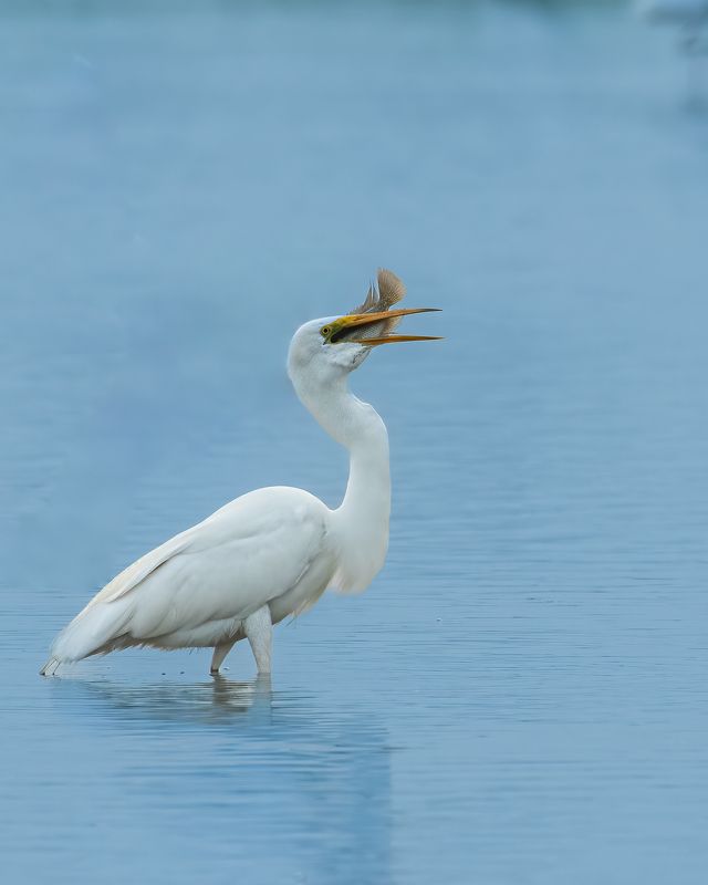 Mouthfullphoto preview