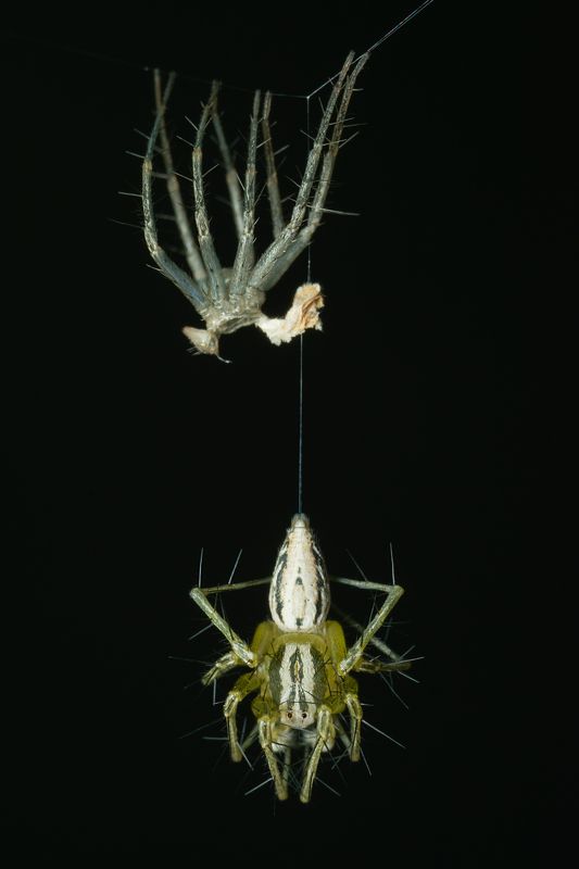 вега11у,макро,паук,ставрополь,паукрысь Отбросив старые конькиphoto preview