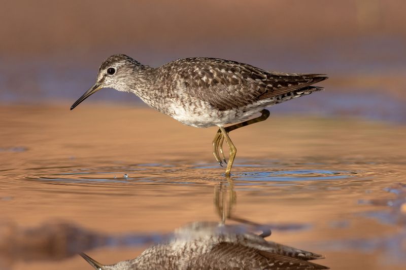 Фифи, кулик, птица, фотоохота, утро, birds Фифи photo preview