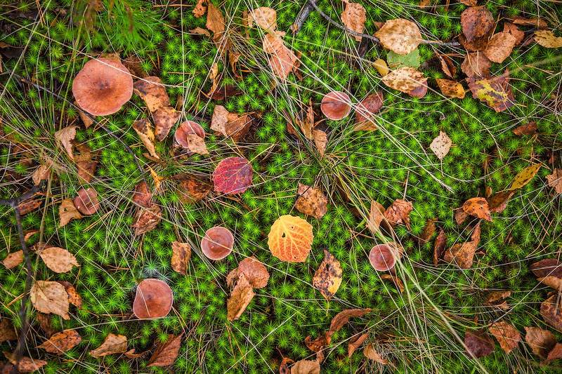 Лесной ковёр фото превью