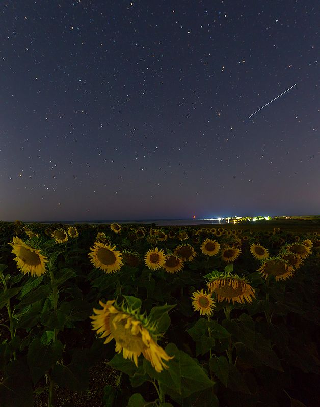 крым, ночь в крыму, подсолнухи, черное море, пейзажи крыма, николаевка, симферопольский район, ночь, звезды Крымская ночьphoto preview