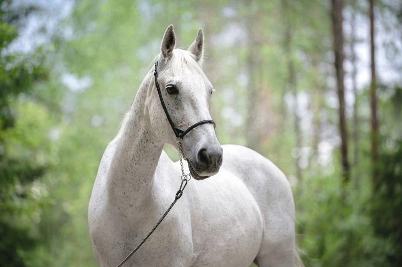 Прогулка в лесphoto preview