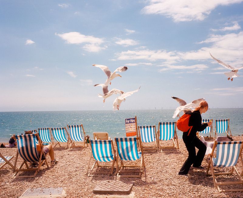 The bird gangphoto preview