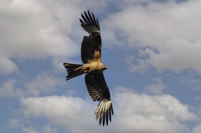 Коршунphoto preview