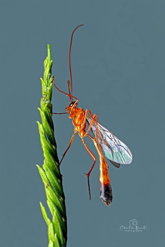 Netelia producta, nature, natural, animal, insect, macro, outdoor, outside, focus, green, orange, small, little Netelia productaphoto preview