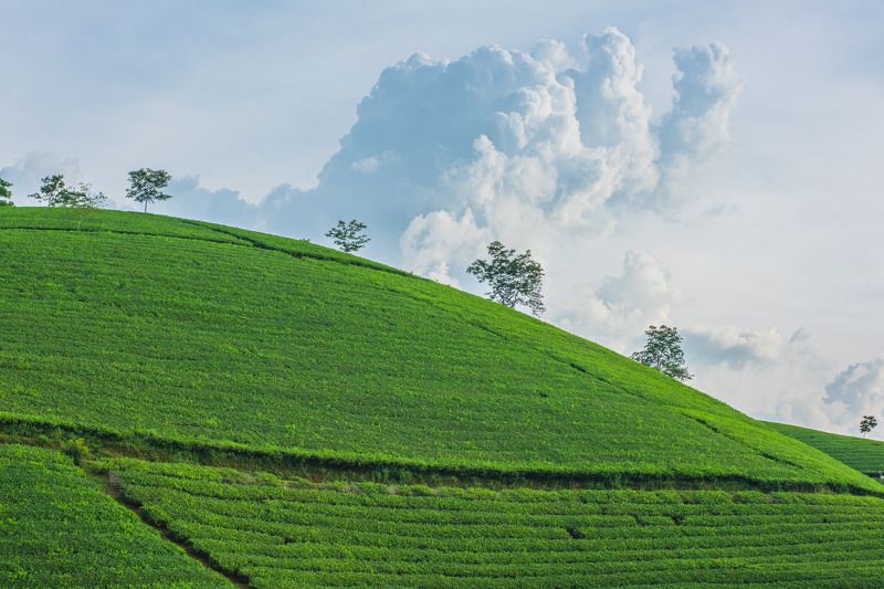 Long Cocphoto preview