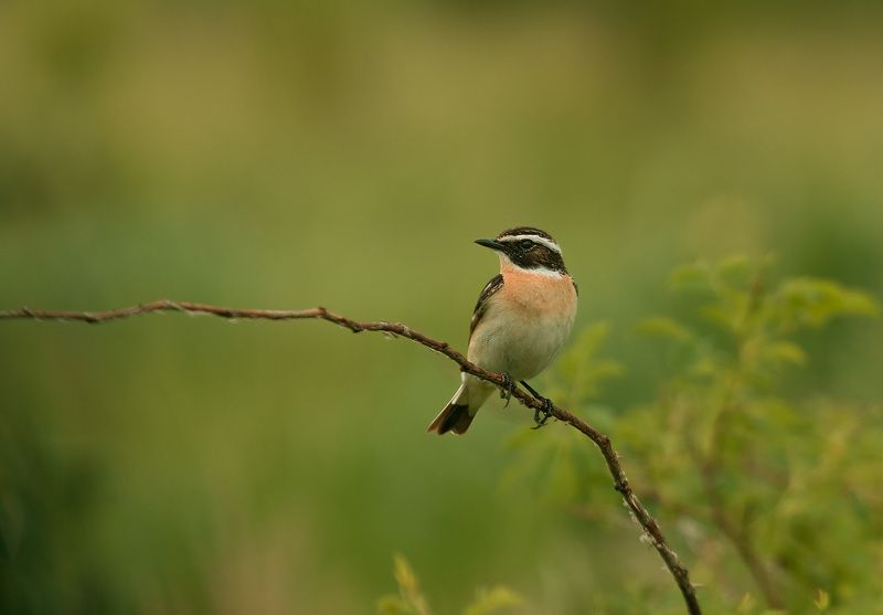 чекан, птицы, birds, wildlife, whinchat Луговой чеканphoto preview