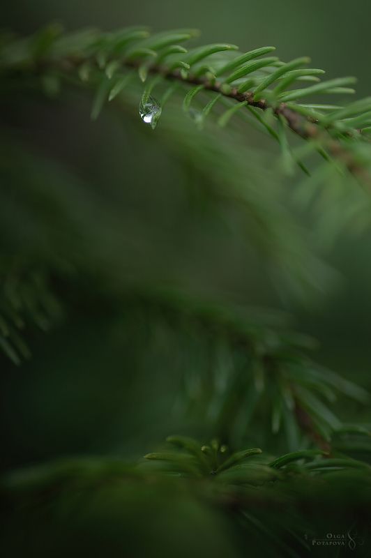 макро, ёлочка, папоротник, мох, капельки, таинственный лес, северный лес, север, зелень, ленинградская область, карельский перешеек В маленьком мире зелёных лесовphoto preview