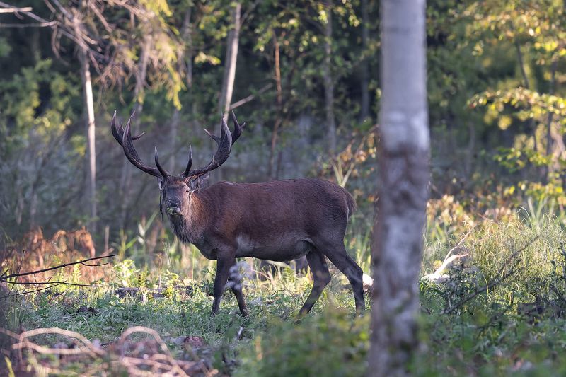 Briedisphoto preview