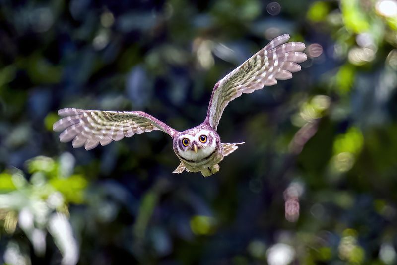 Owl in flight photo preview