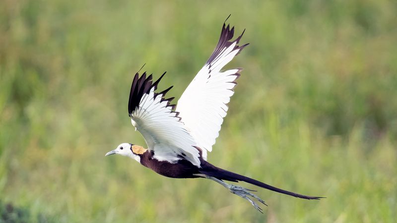Pheasant-tailed jacana in flightphoto preview