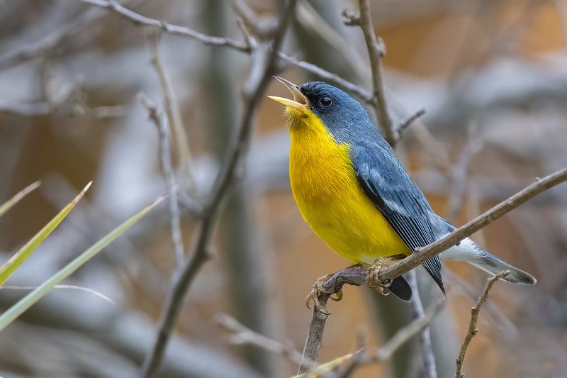 птицы, уругвай Парулаphoto preview