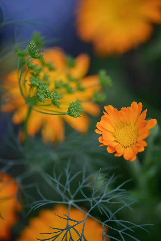 июль на исходеphoto preview