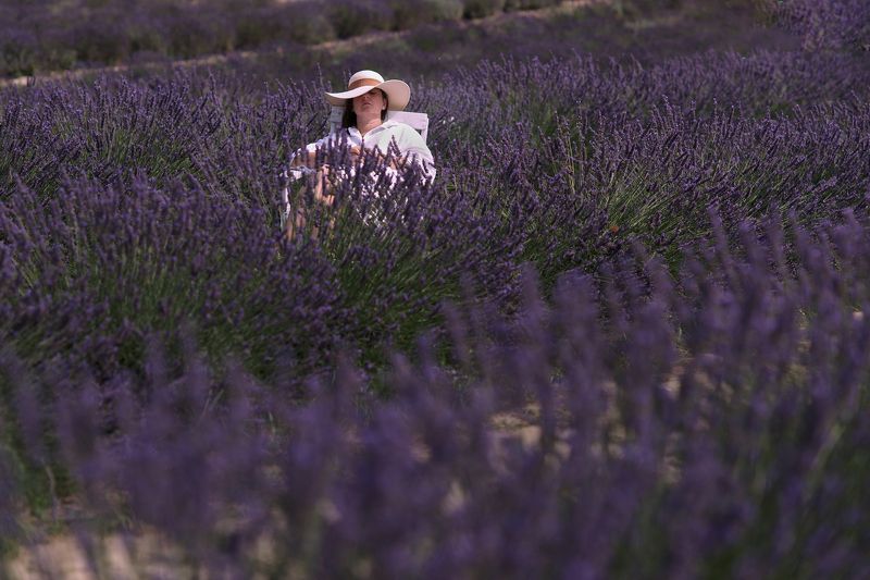 dream in lavender photo preview