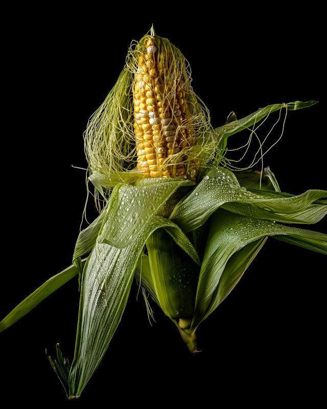 кукуруза кукурузаphoto preview