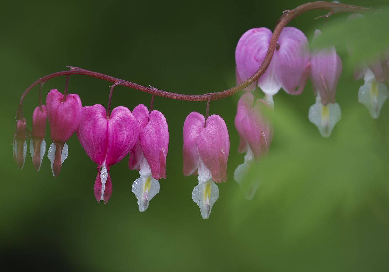 Клуб разбитых сердец. Автор: Евгений Слободской дицентра, Евгений Слободской