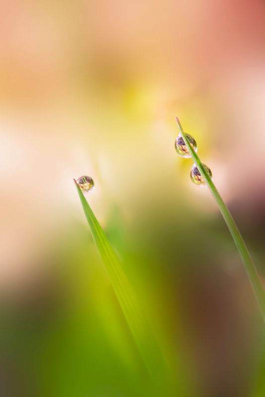 Каплиphoto preview