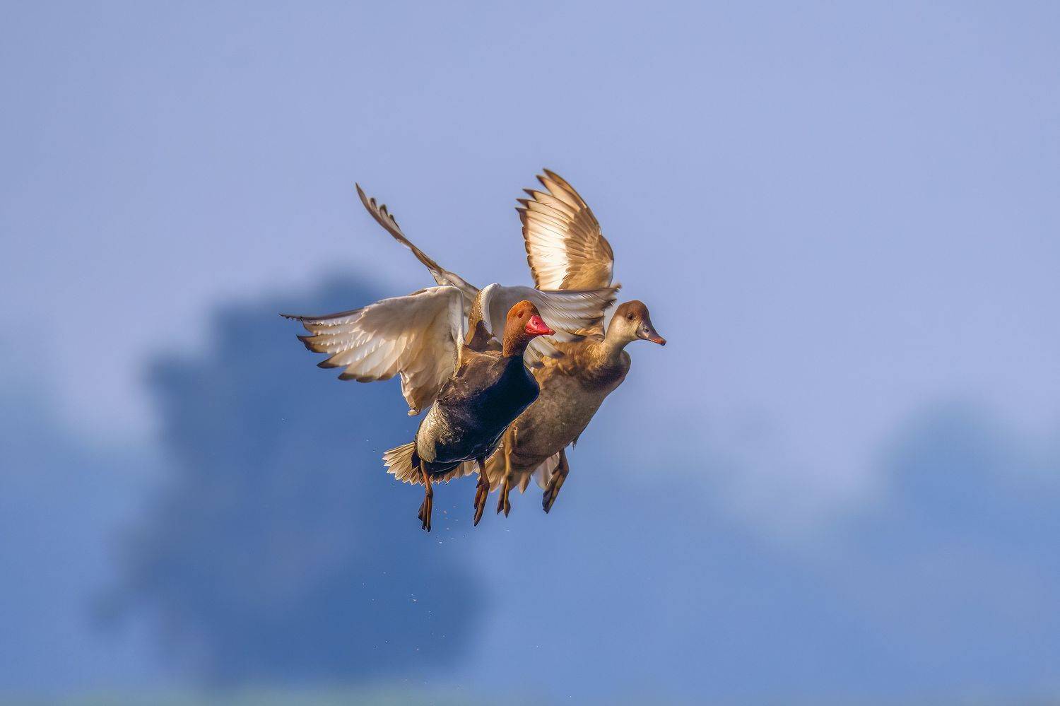 Together . Автор: Susabhan Banerjee , Susabhan Banerjee