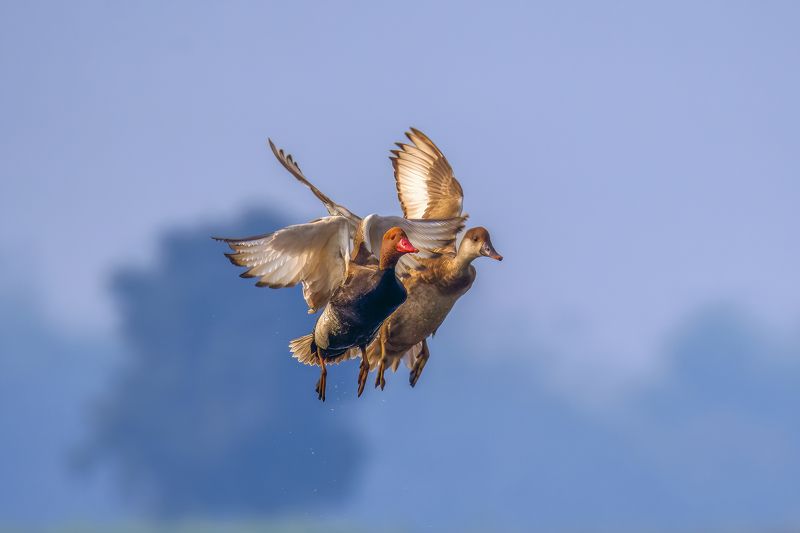 Together photo preview