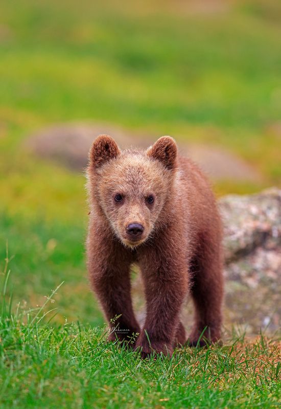 Ну и где обещанный мед? фото превью