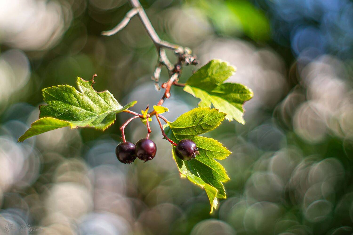 , Орлов Олег