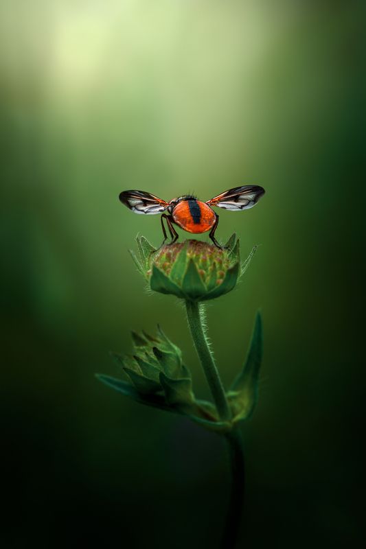 К взлёту готов! фото превью