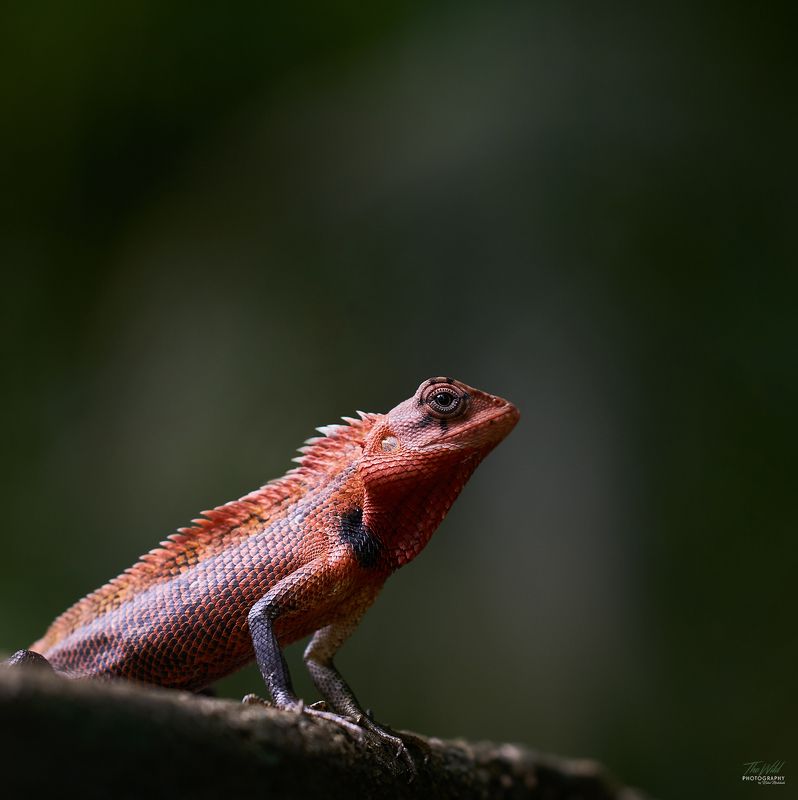 The Red Dragonphoto preview