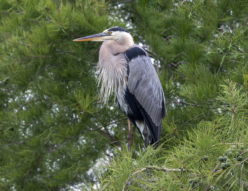 great blue heron, большая голубая цапля, цапля, heron, florida Great Blue Heron - Большая голубая цапляphoto preview