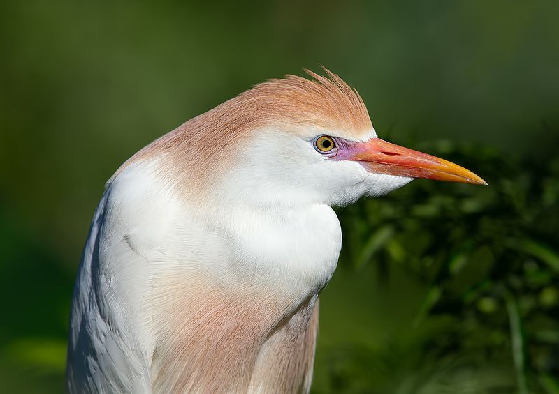 cattle egret, египетская цапля, цапля, egret, heron, florida Cattle Egret. Египетская цапляphoto preview