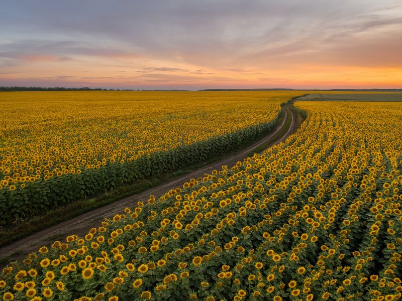 подсолнухи Дорога в летоphoto preview