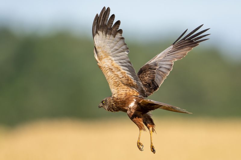 Niedru lijaphoto preview