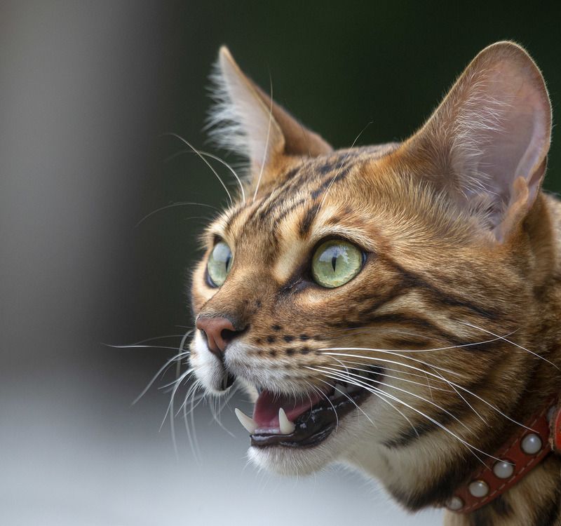 Хищникphoto preview