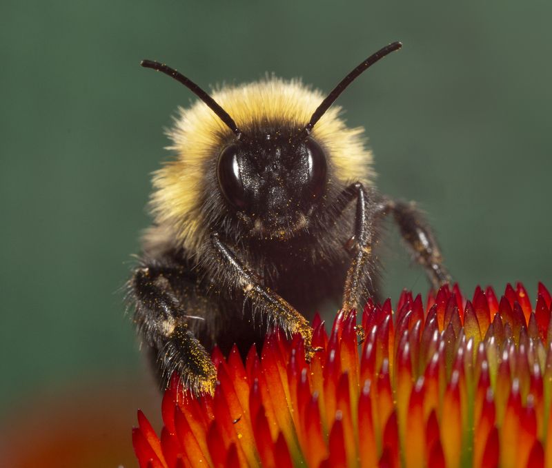 Мини-левphoto preview