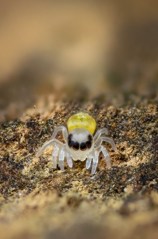 скакунчик, паук, макро, природа, spider, jumping Паучонокphoto preview