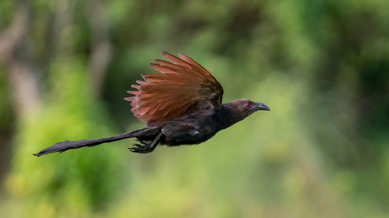Greater Coucal in flightphoto preview