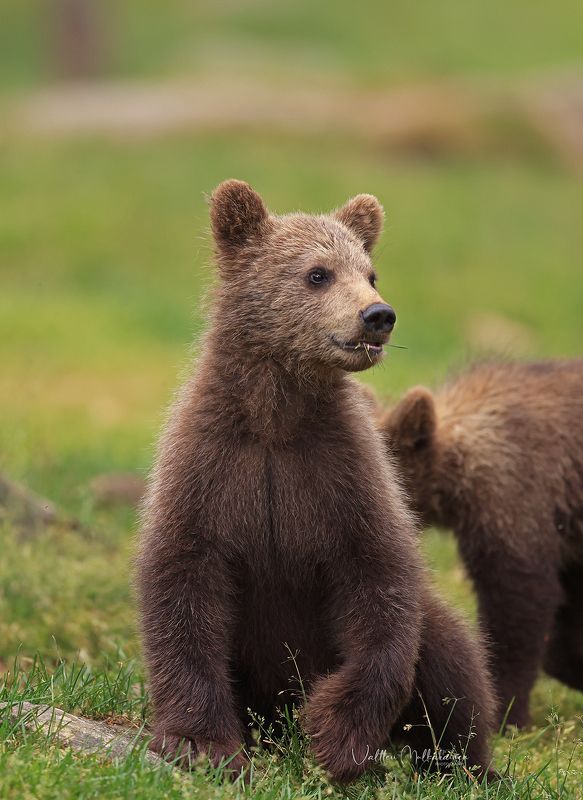 Лесные встречи ... фото превью