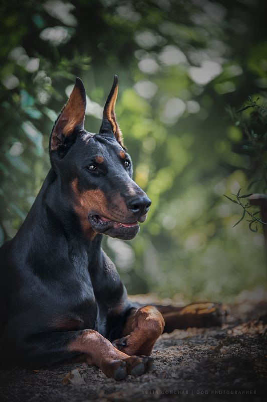 Доберманphoto preview