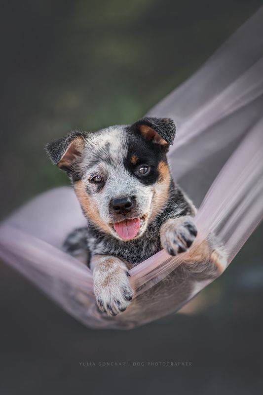 Щенок хилераphoto preview