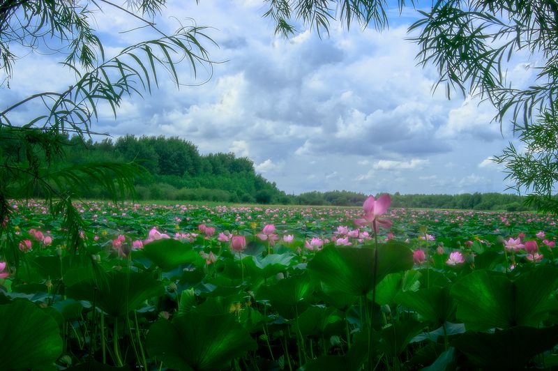 Лотосыphoto preview