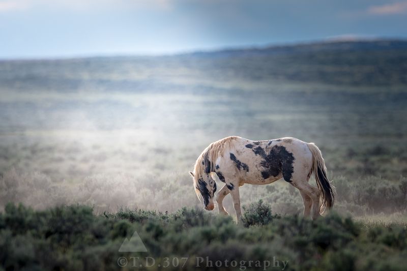 The Iconicphoto preview