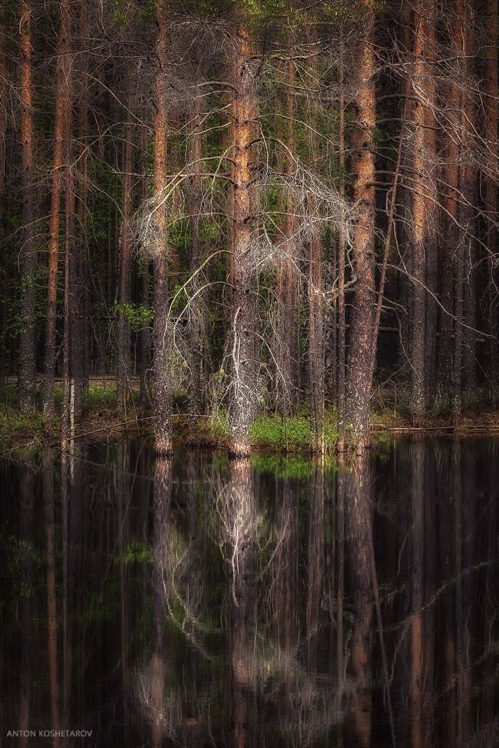 Лесной дух. Автор: Антон Кошетаров , Антон Кошетаров