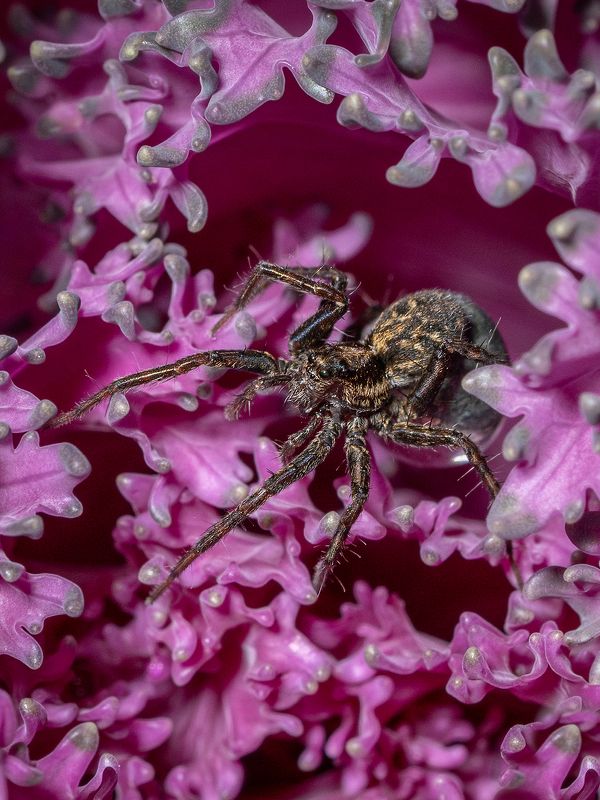 паук, насекомые, макро, природа В розовом...photo preview