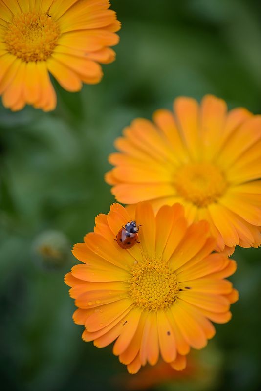 привет дождю)photo preview