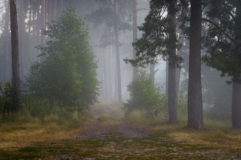 лес, деревья, туман Что нас ждет впереди?photo preview