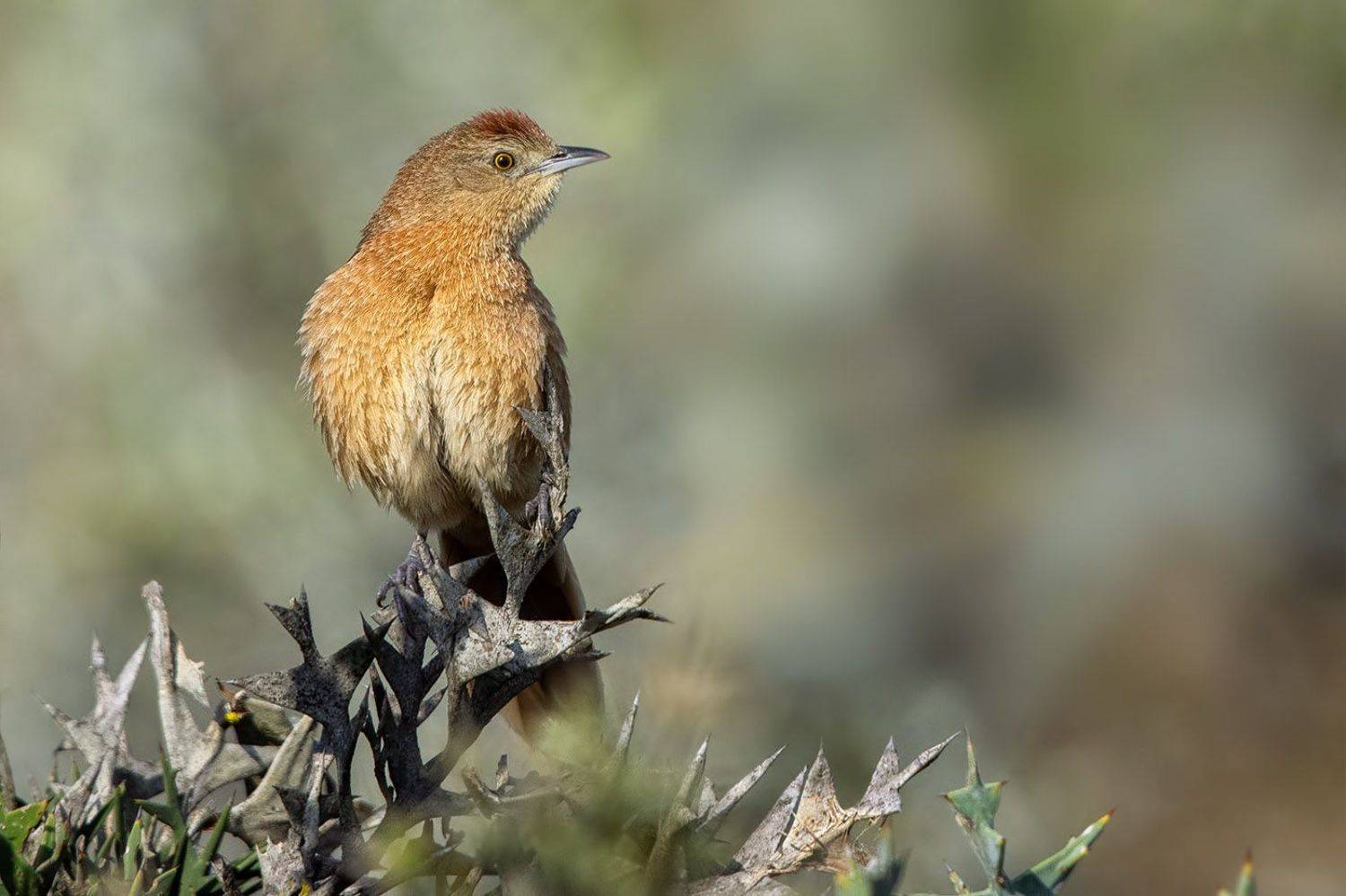 птицы, уругвай, Елена Давыдова