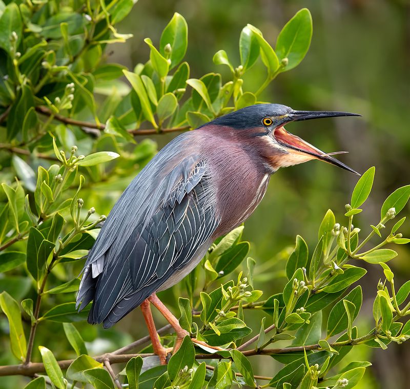 американская зелёная кваква, green heron, кваква Американская зелёная кваква - Green heronphoto preview