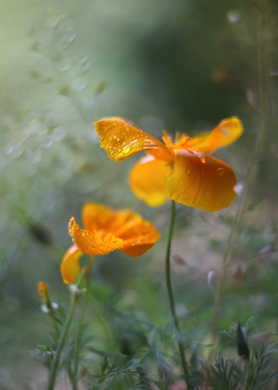 лето, слова о главном, старый объектив , гелиос 44-3 ,жизнь, август,ирина горюкина Слова фото превью